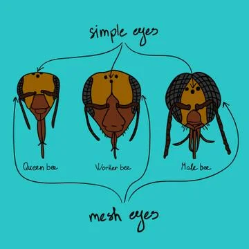 Location eye queen bee, worker bees and  drone color Stock Illustration