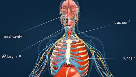 Location of human respiratory system Stock Footage 330892996