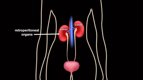 Location of kidneys in human body Stock Footage 333205035