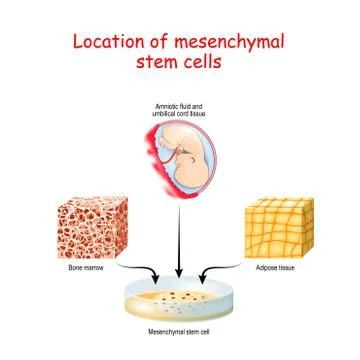 Location of mesenchymal stem cells. Stock Illustration