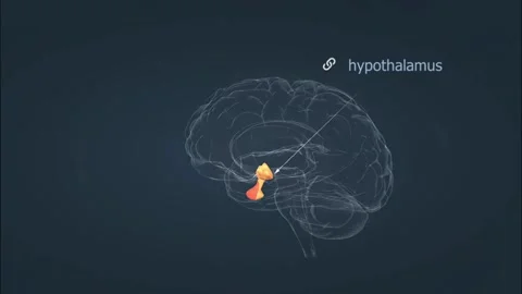 Location of pituitary gland Stock Footage 282128809