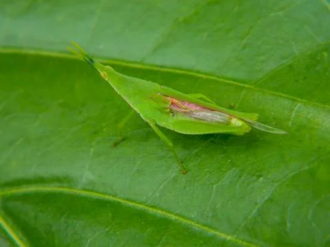 LOCCER THAT HIT ON THE LEAF 스톡 사진