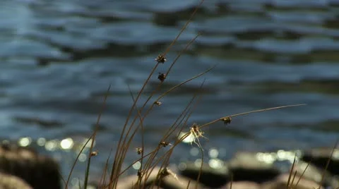 Loch3a Stock Footage 11232851