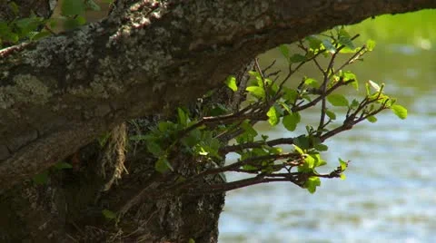 Loch5a Stock Footage 11232954