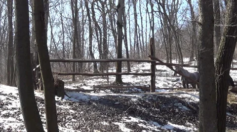 Loches and brazen crow in spring forest Stock Footage 36036397