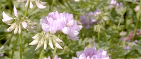 Lock Alsh Reservoir In Bloom Stock Footage 197446742