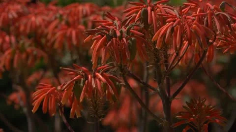 Lock-off and tilt down on red/orange flowers (Aloe maculata) Stock Footage 10900398