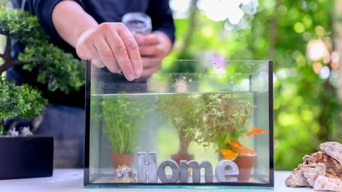 Lock down and Self-quarantine with new fish and tank decoration. Stock Photos