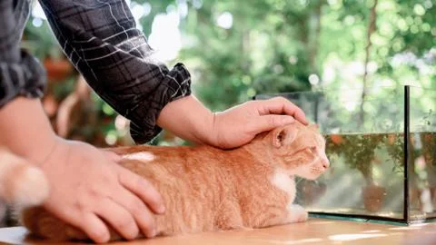 Lock down and Self-quarantine at home with cat. Social disconnect Stock Photos