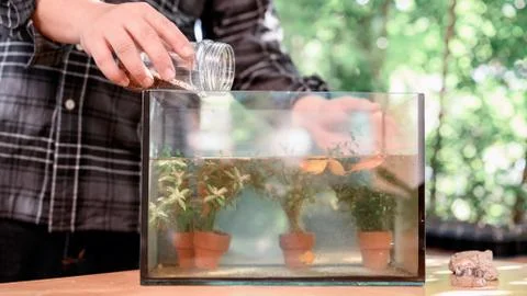 Lock down and Self-quarantine at home. Feeding fish in garden. Stock Photos
