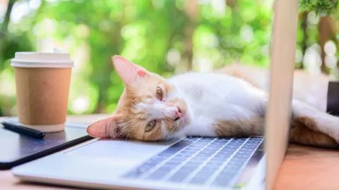 Lock down and Self-quarantine at home with cat. Social disconnect 写真素材