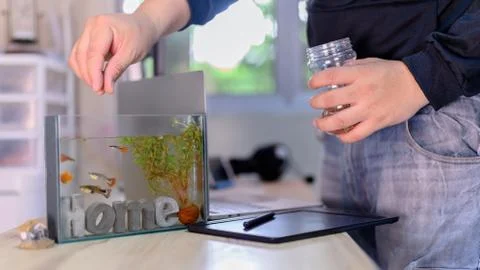 Lock down and Self-quarantine. Work home with fish in tank. Фото