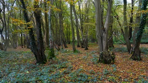 A lock down down of the woods Vídeo Stock 127287890