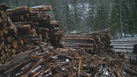 Lock Off - Lumber Piles Lightly Snowing Stock Footage 106598447
