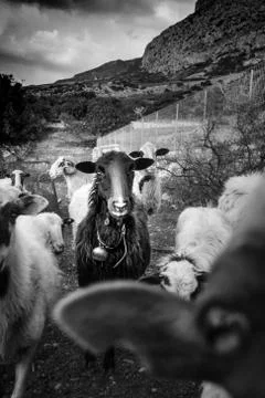 Lock of sheep on field Stock Photos