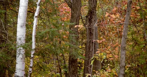 Lock off shot of an autumn forest with falling leaves as a gentle wind blows 스톡 동영상 159610197