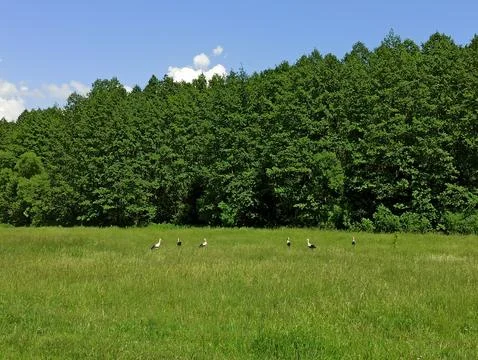 Lock of storks walking on a green meadow near forest in Ukraine Stock Photos