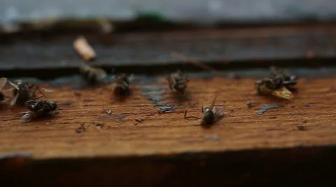 Lock Window Dead Flies Left Dolly Stock Footage 57750264