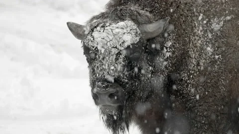 Lockdown Of A Bison Licking Its Muzzle And Standing In A Snow Storm, With A Stock Footage 154698992