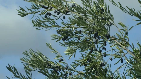 Lockdown, Close-Up, 1 Minute Or Greater, Slow Motion, Branch, Sky, Outdoors, Stock Footage 95861305