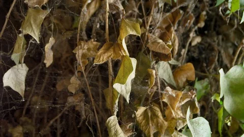 Lockdown, Close-Up, 10 Seconds Or Greater, Leaf, Day, Outdoors, Nature, Plant, Stock Footage 94022295