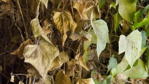 Lockdown, Close-Up, 10 Seconds Or Greater, Outdoors, Day, Nature, Leaf, Dry, Stock Footage 94022307