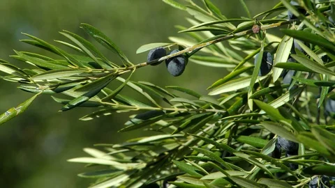 Lockdown, Close-Up, 10 Seconds Or Greater, Outdoors, Day, Focus On Foreground, Stock Footage 95823316