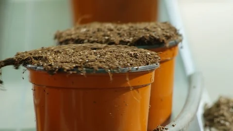 Lockdown, Close-Up, 10 Seconds Or Greater, Agriculture, Day, Indoors, Flower Stock Footage 95862776