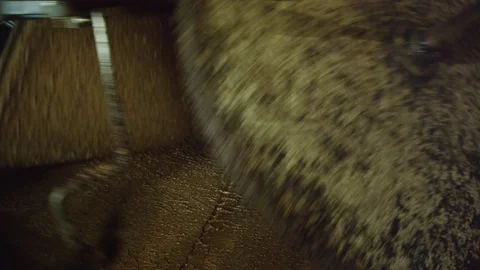 Lockdown, Close-Up, Less Than 10 Seconds, Indoors, Day, Millstone, Mill, Olive Stock Footage 95816641