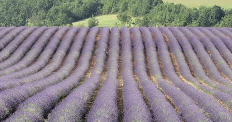 Lockdown: Fresh lavender flowers on field against green trees - Valensole Proven Stock Footage 149651330