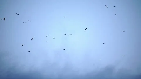 Lockdown Low Angle View Shot Of Convocation Of Eagles Flying In Cloudy Sky - Rio Stock Footage 201216588