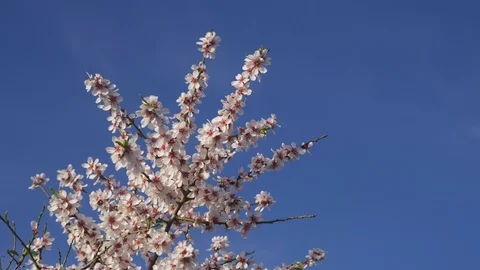 Lockdown, Medium Shot, 10 Seconds Or Greater, Sky, Blossom, Nature, Beauty In Stock Footage 95847997
