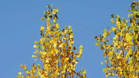 Lockdown, Medium Shot, 20 Seconds Or Greater, Autumn, Clear Sky, Outdoors, Day, Stock Footage 94052198