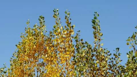 Lockdown, Medium Shot, 20 Seconds Or Greater, Autumn, Clear Sky, Outdoors, Day, Stock Footage 94052225