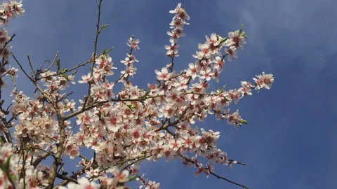Lockdown, Medium Shot, 20 Seconds Or Greater, Nature, Blossom, Branch, Outdoors, Stock Footage 95848006