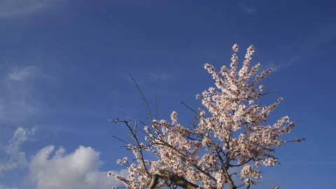 Lockdown, Medium Shot, Sky, Cloud, Branch, Blossom, 20 Seconds Or Greater, Stock Footage 95817490