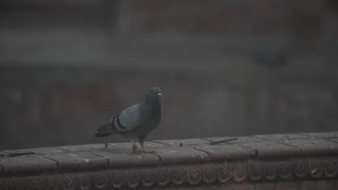 LOCKDOWN NEPAL: PIGEON 스톡 동영상 138978748