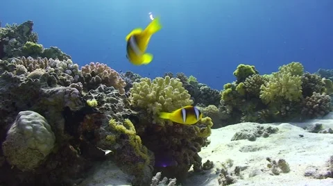 Lockdown shot of anemone fish Stock Footage 5756958