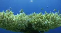 Lockdown shot of coral and fish HD Footage