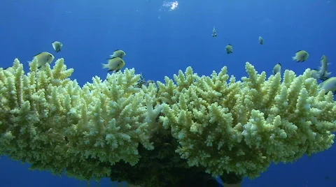 Lockdown shot of coral and fish Stock Footage