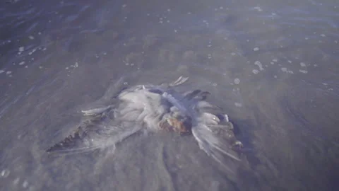 Lockdown Shot Of Dead Wild Bird Floating At Seashore - UT, 
Salt Lake City, Stock Footage 282322672
