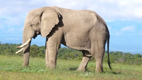 Lockdown shot of elephant grazing Vídeo Stock 115091446