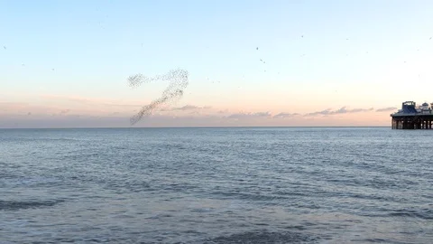 Lockdown shot of flock of birds flying over sea Video stock 120423330