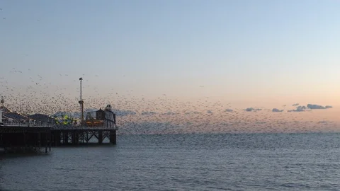 Lockdown shot of flock of birds flying over pier and sea Stock Footage 120426078