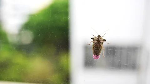 Lockdown shot of insect laying eggs on window, Rio de Janeiro, Brazil Video stock 114851524