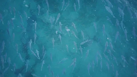 Lockdown shot of large group of fish swimming in the sea Stock Footage 122390845