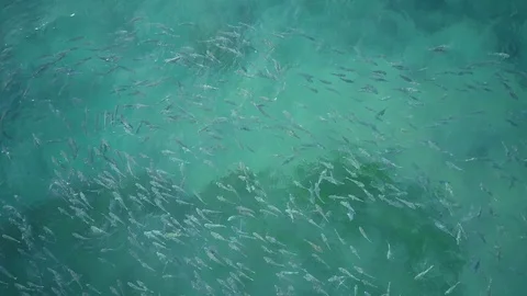 Lockdown shot of large group of fish swimming in the sea Stock Footage 122471907