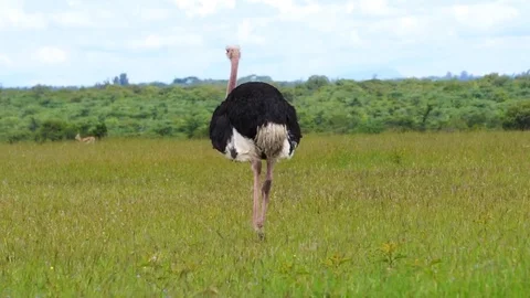 Lockdown shot of ostrich walking in the field 스톡 동영상 115091433