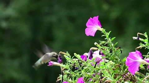 Lockdown shot of ruby-throated hummingbird feeding at petunia plant Stock Footage 315173518