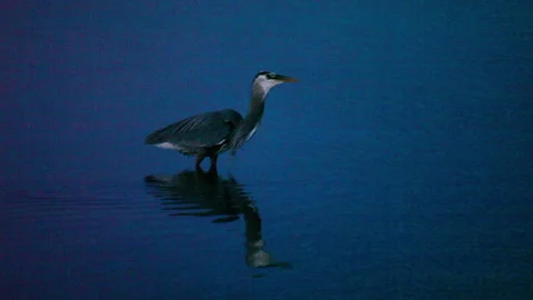 Lockdown Shot Of Sandpiper Eating Fish While Walking In Sea - British Columbia, Stock Footage 160314828